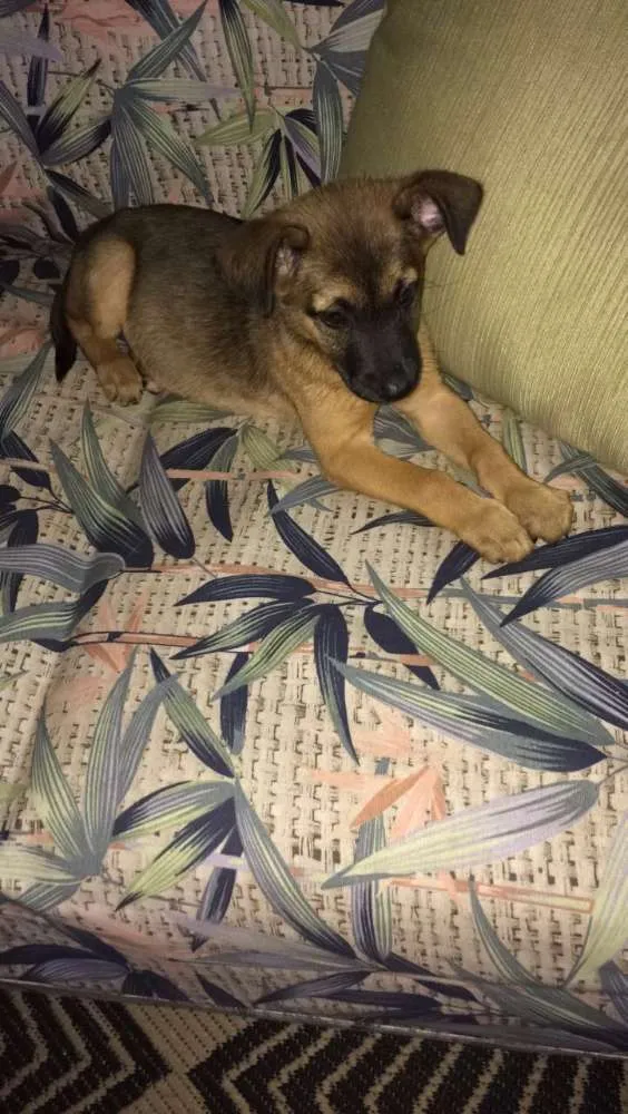 Cachorro ra a SRD idade Abaixo de 2 meses nome Não sabemos 