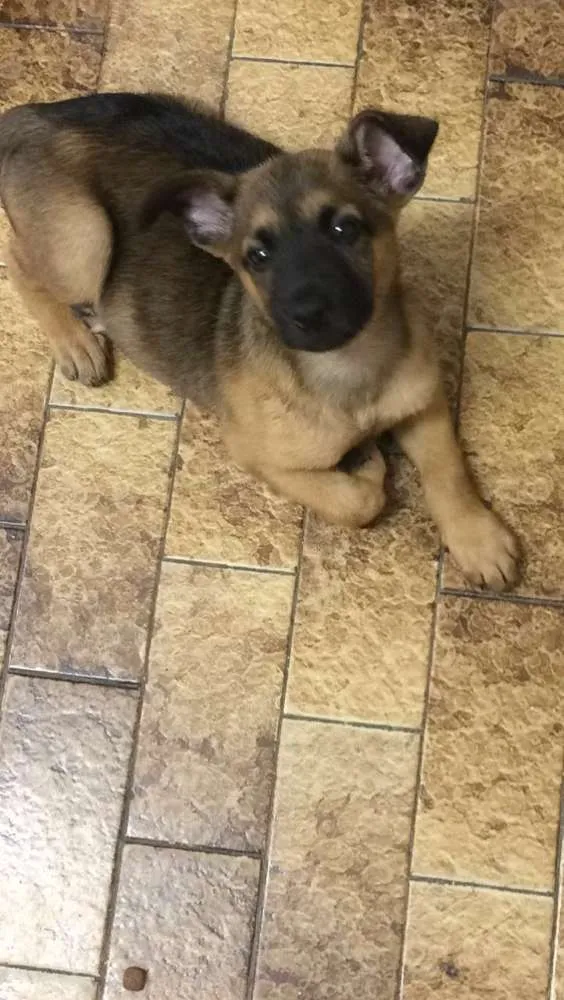 Cachorro ra a SRD idade Abaixo de 2 meses nome Não sabemos 