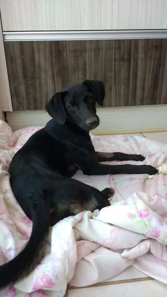 Cachorro ra a Indefinida idade 2 anos nome Lilí