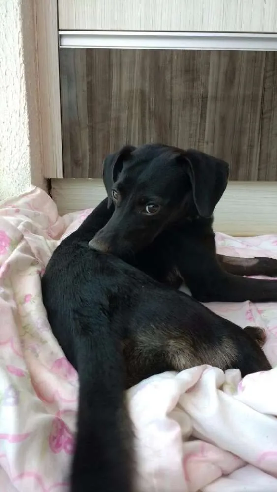 Cachorro ra a Indefinida idade 2 anos nome Lilí