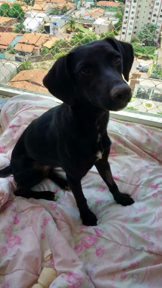 Cachorro ra a Indefinida idade 2 anos nome Lilí