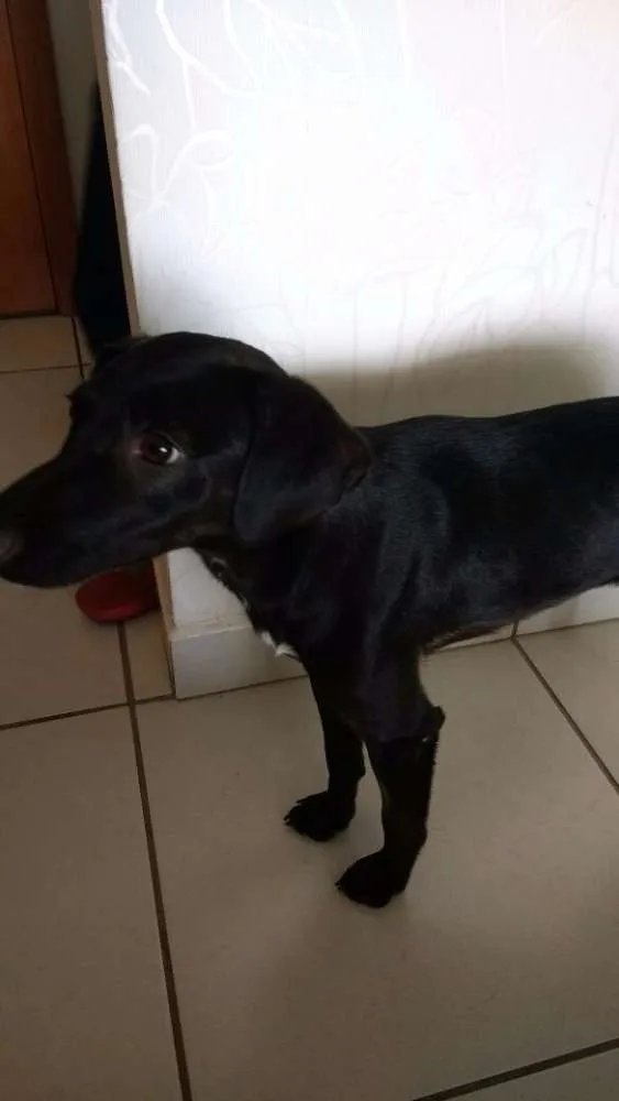 Cachorro ra a Indefinida idade 2 anos nome Lilí
