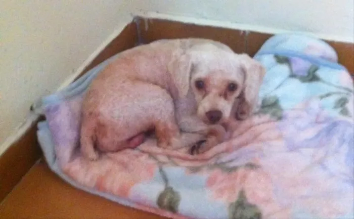 Cachorro raça poodle  idade 3 anos nome ainda não tem