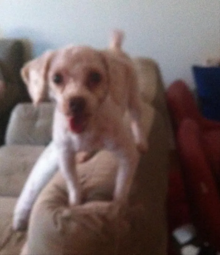 Cachorro raça poodle  idade 3 anos nome ainda não tem