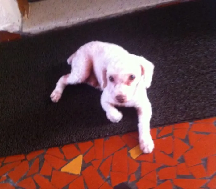 Cachorro raça poodle  idade 3 anos nome ainda não tem