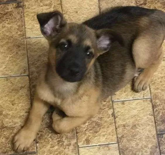Cachorro ra a SRD idade Abaixo de 2 meses nome Não sabemos 