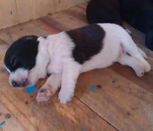 Cachorro raça Indefinida idade 2 a 6 meses nome Sem nomes ainda