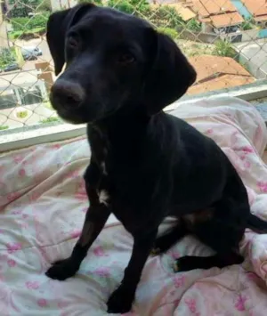 Cachorro raça Indefinida idade 2 anos nome Lilí