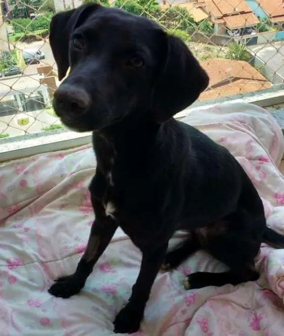 Cachorro ra a Indefinida idade 2 anos nome Lilí