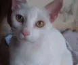 nao possui