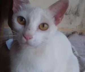 Gato raça SRD idade 1 ano nome nao possui