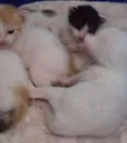 nao possui
