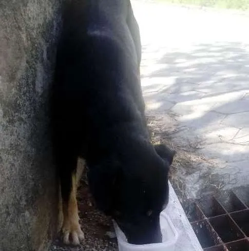 Cachorro ra a Rottweiler+ Vira Lata idade 7 a 11 meses nome Sem nome