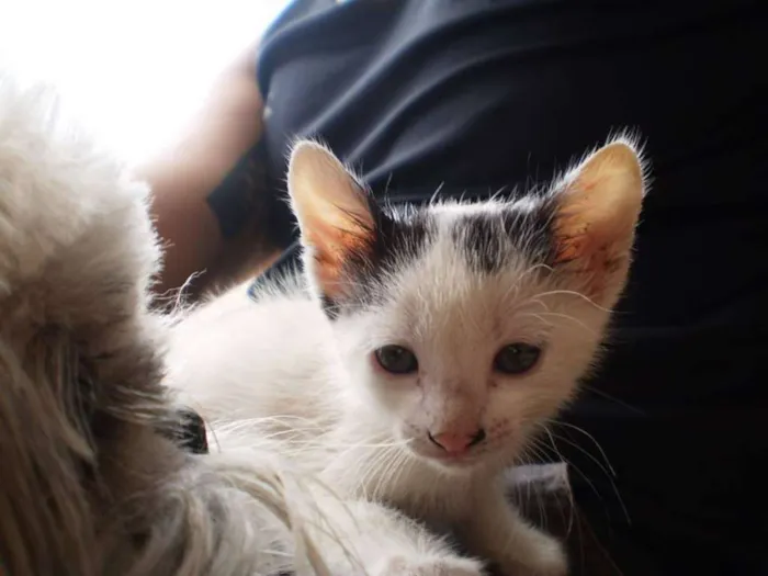 Gato ra a Não Definida idade Abaixo de 2 meses nome Sem nome
