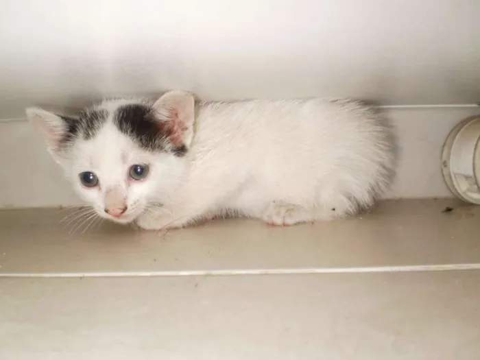Gato ra a Não Definida idade Abaixo de 2 meses nome Sem nome