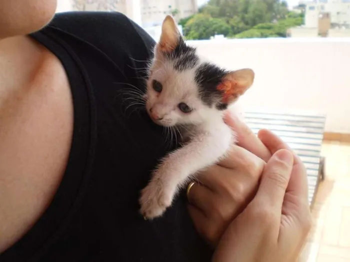 Gato ra a Não Definida idade Abaixo de 2 meses nome Sem nome