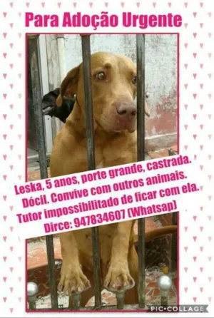 Cachorro raça Labrador idade 5 anos nome Leska