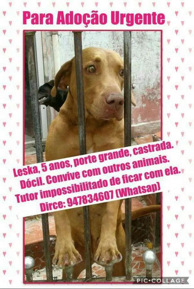 Cachorro ra a Labrador idade 5 anos nome Leska