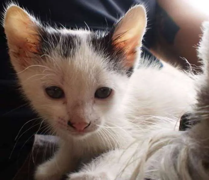 Gato ra a Não Definida idade Abaixo de 2 meses nome Sem nome