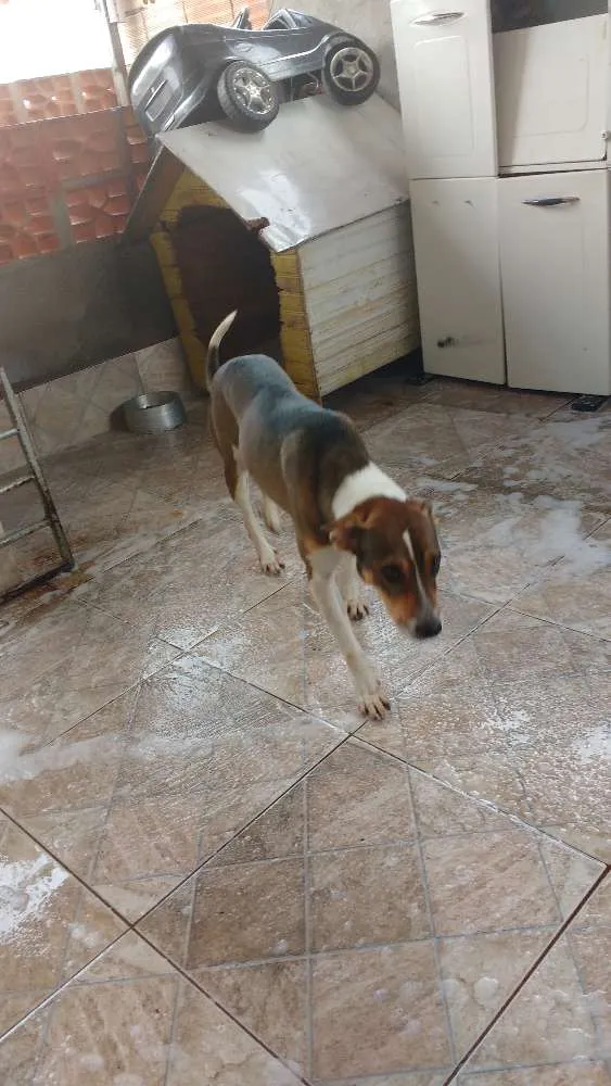 Cachorro raça Vira lata idade 3 anos nome Bethovem