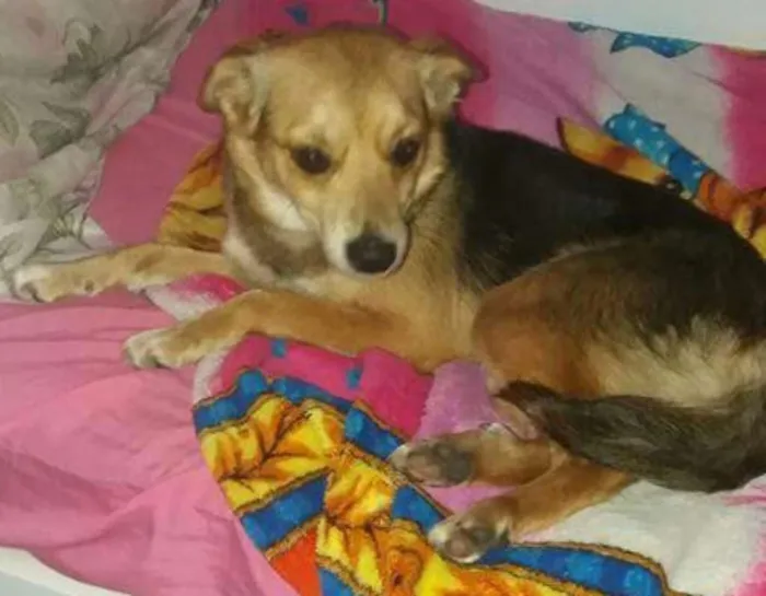 Cachorro ra a Vira-lata idade 2 anos nome Babi