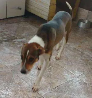 Cachorro raça Vira lata idade 3 anos nome Bethovem