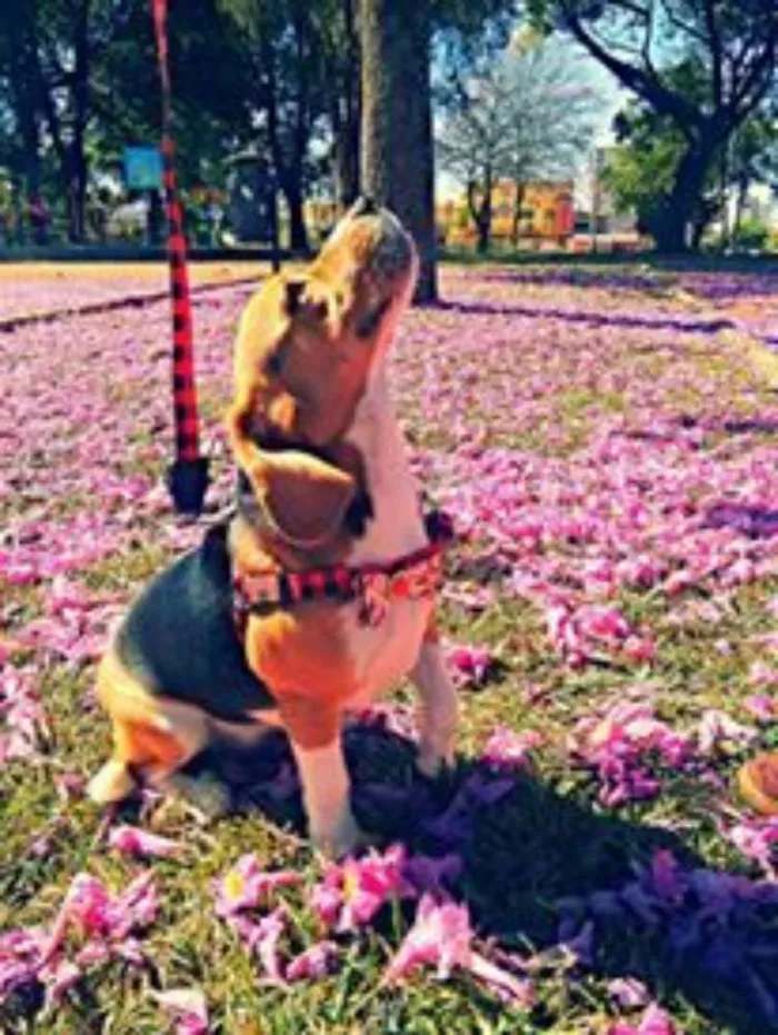 Cachorro raça beagle idade 2 anos nome jujuba