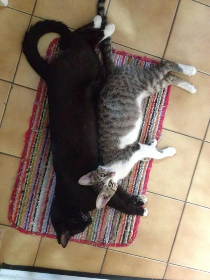 Gato ra a SRD idade 7 a 11 meses nome Dunie e Ninho