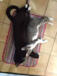 Dunie e Ninho