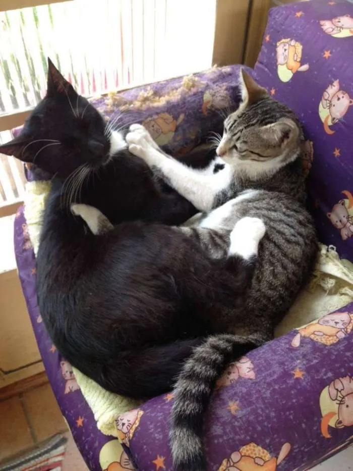 Gato ra a SRD idade 7 a 11 meses nome Dunie e Ninho