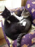 Dunie e Ninho