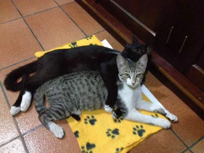 Gato ra a SRD idade 7 a 11 meses nome Dunie e Ninho