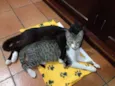 Dunie e Ninho