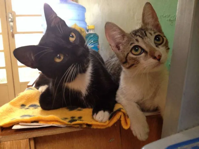 Gato ra a SRD idade 7 a 11 meses nome Dunie e Ninho