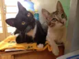 Dunie e Ninho