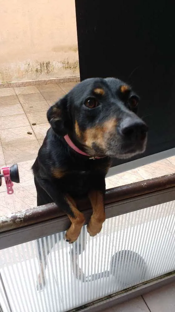 Cachorro ra a SRD idade 6 ou mais anos nome Azeitona