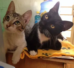 Gato raça SRD idade 7 a 11 meses nome Dunie e Ninho