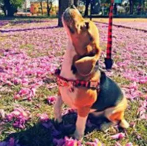Cachorro raça beagle idade 2 anos nome jujuba