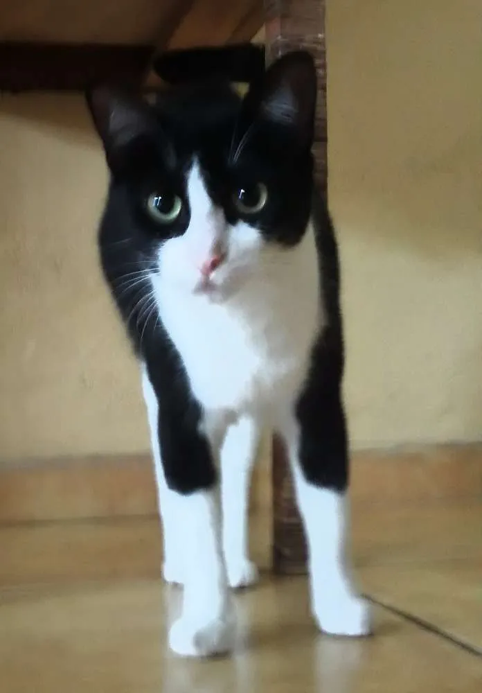 Gato ra a sem raça idade 2 anos nome Isolda