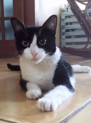 Gato raça sem raça idade 2 anos nome Isolda