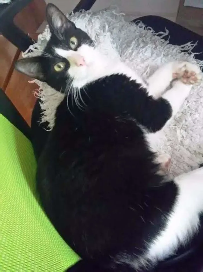 Gato ra a sem raça idade 2 anos nome Isolda