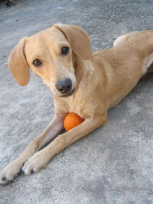 Cachorro raça vira-lata idade 4 anos nome Dom