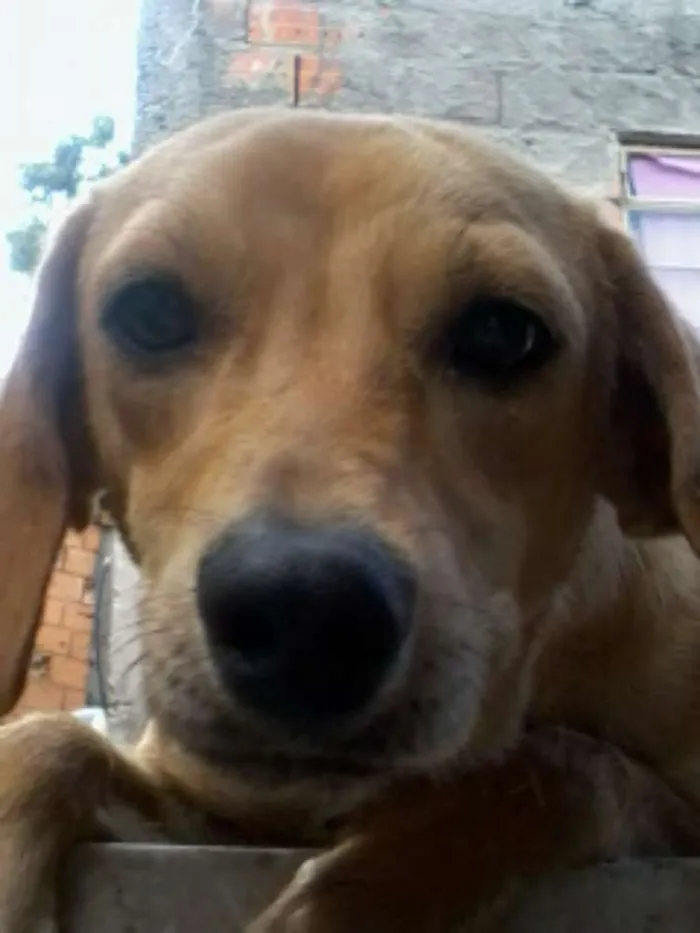 Cachorro raça vira-lata idade 4 anos nome Dom