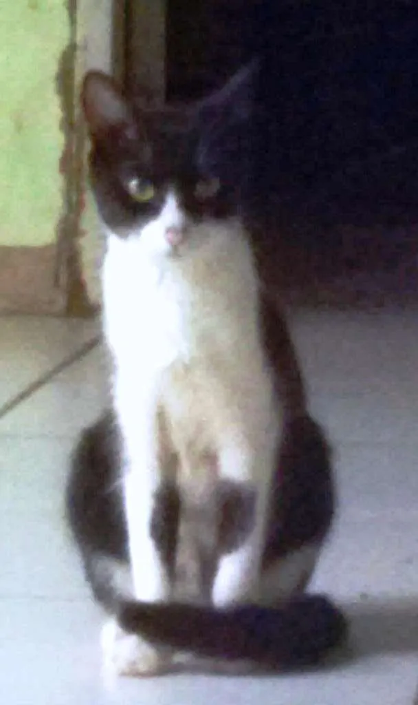 Gato ra a sem raça idade 1 ano nome Docinho