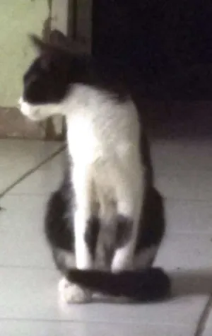 Gato raça sem raça idade 1 ano nome Docinho