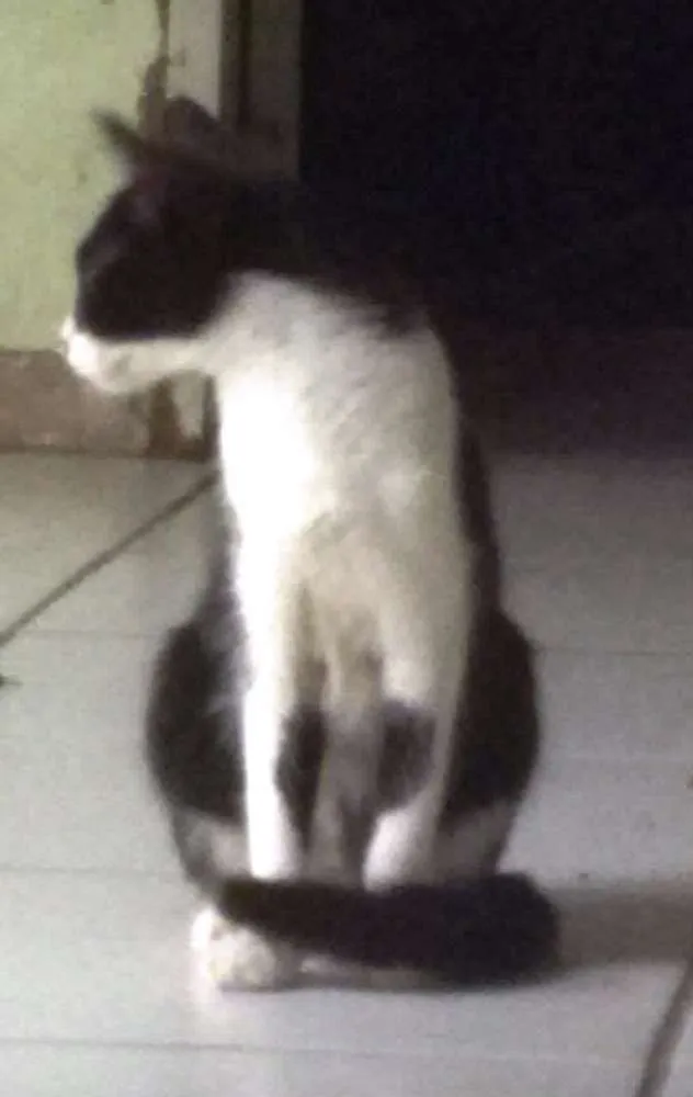 Gato ra a sem raça idade 1 ano nome Docinho