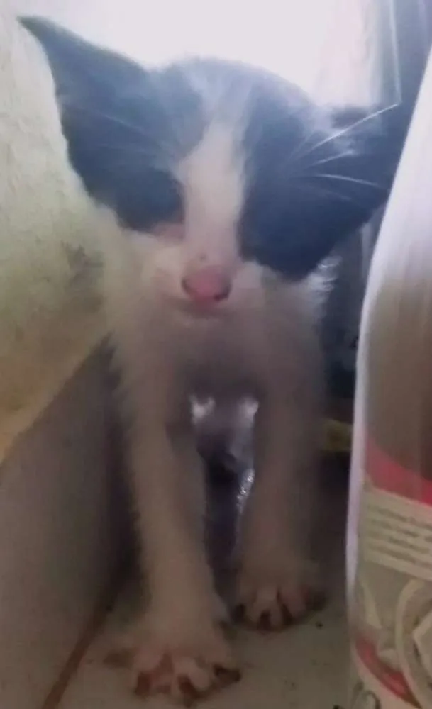 Gato ra a vira lata idade Abaixo de 2 meses nome sem nome