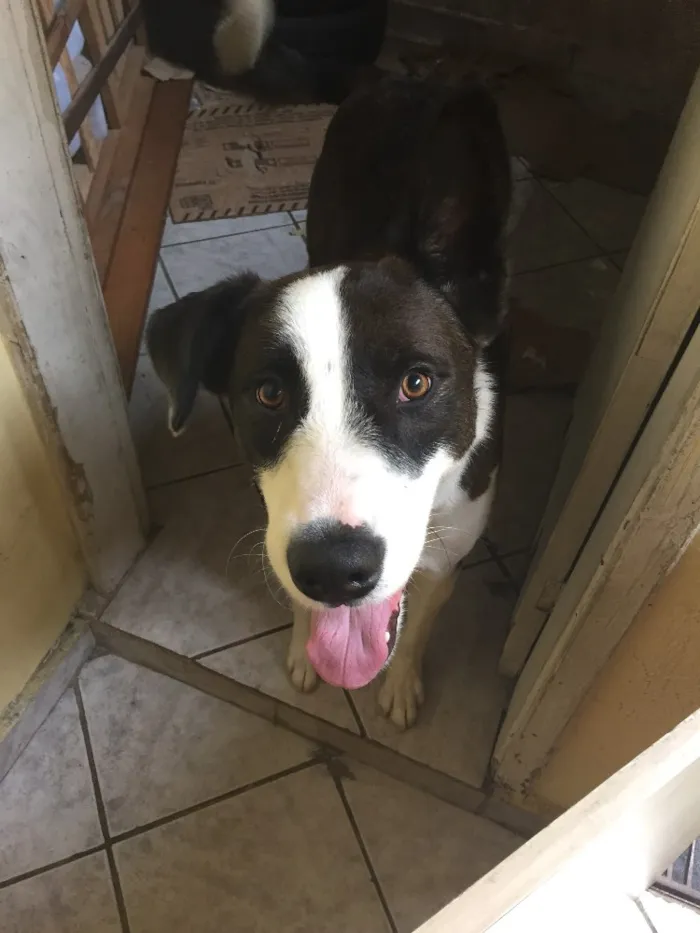 Cachorro raça SRD idade 2 anos nome Mike