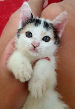 Gato raça  idade 2 a 6 meses nome sem nome