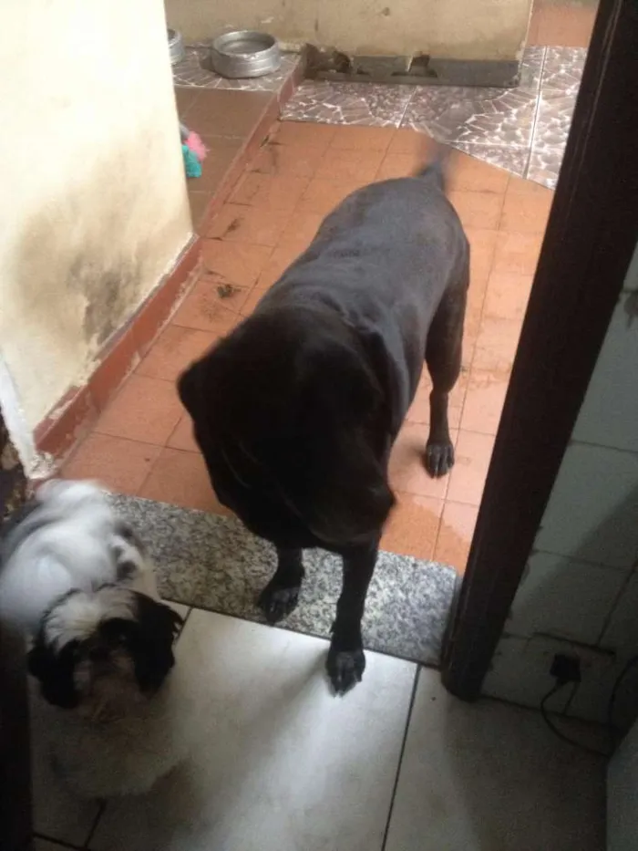 Cachorro ra a LABRADOR idade 6 ou mais anos nome CACAU